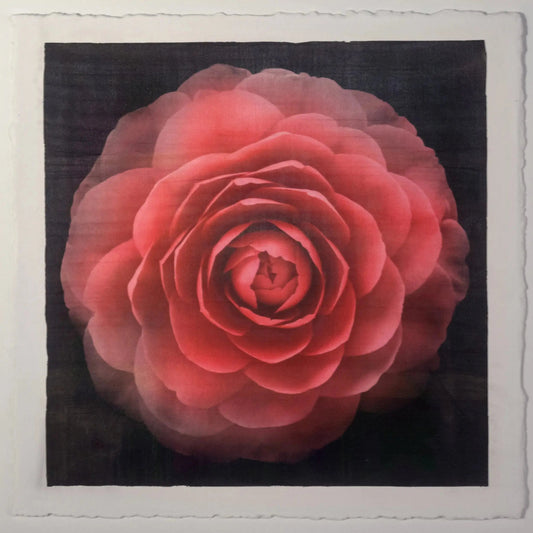 Flower art Print of Red Camellia with double blooming symmetrical velvety petals Centered in Square mode, black background, wall art 8” square on cotton paper deckle edge