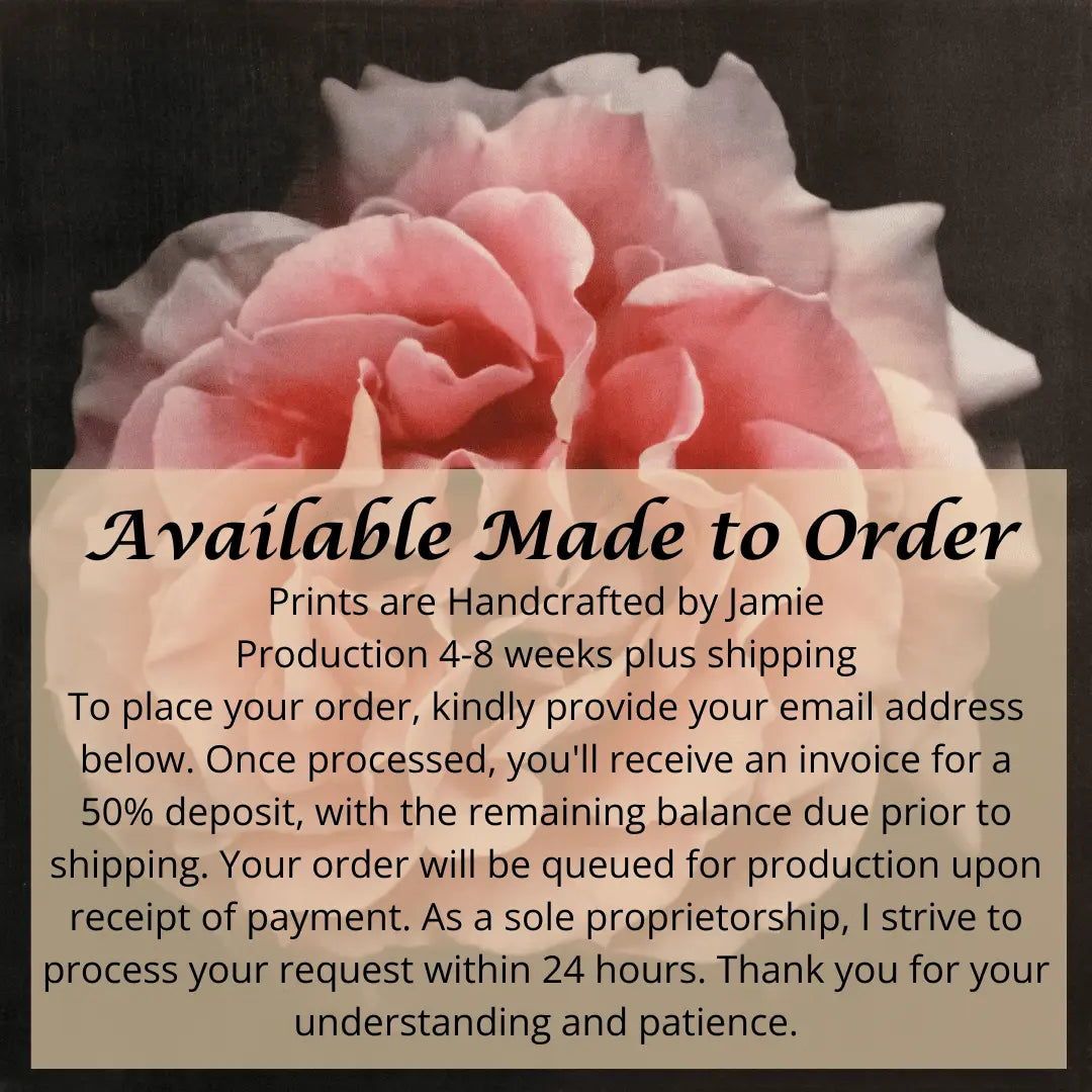 Flower photograph print of Rosa Brass Band Floribunda orange rose in prime romantic bloom with golden highlights. Centered in Square mode, black background, wall art.