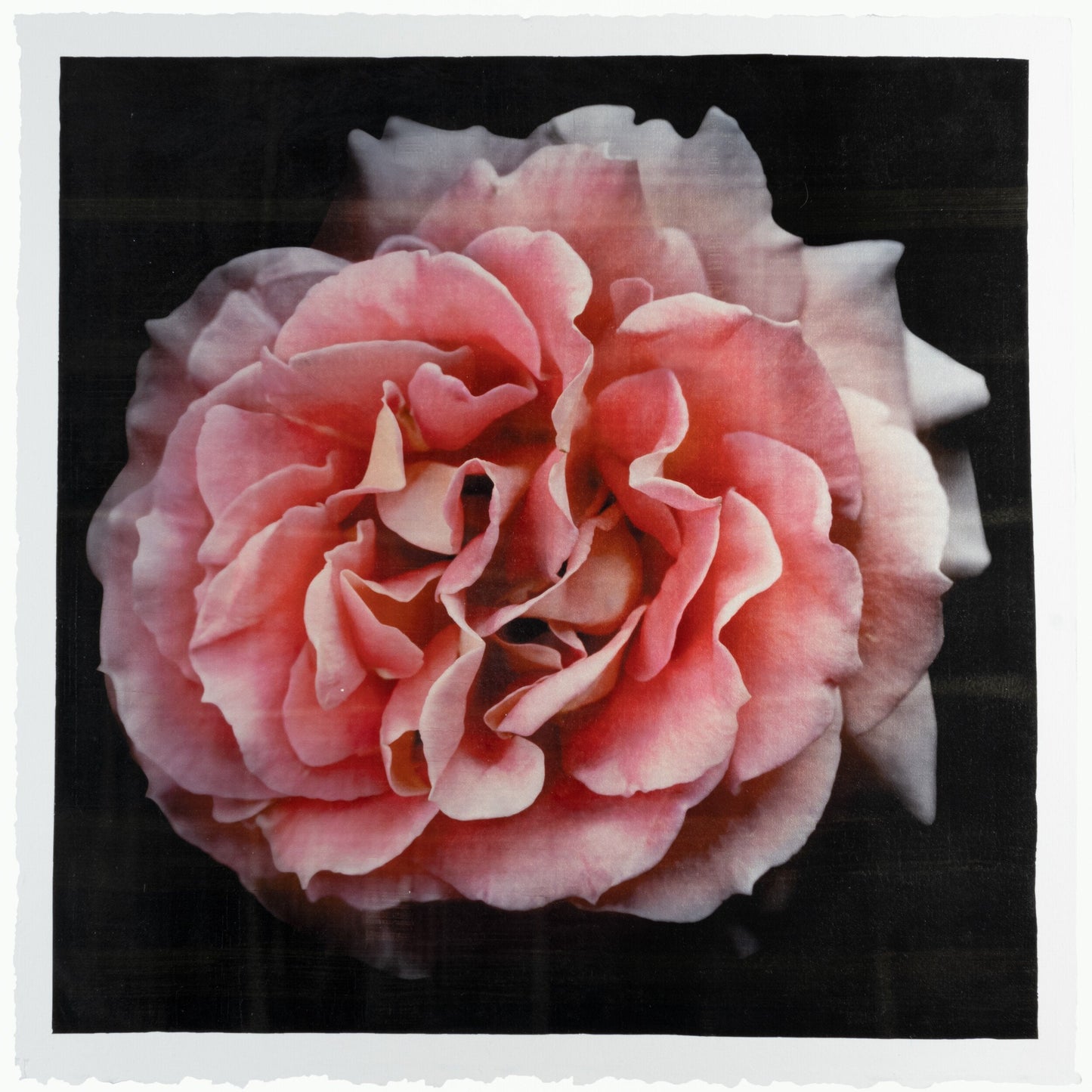 Flower photograph print of Rosa Brass Band Floribunda orange rose in prime romantic bloom with golden highlights. Centered in Square mode, black background, wall art.
