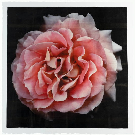 Flower photograph print of Rosa Brass Band Floribunda orange rose in prime romantic bloom with golden highlights. Centered in Square mode, black background, wall art.