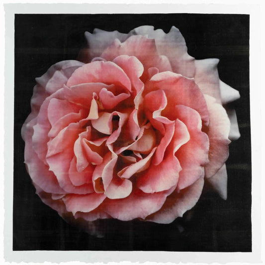 Flower photograph print of Rosa Brass Band Floribunda orange rose in prime romantic bloom with golden highlights. Centered in Square mode, black background, wall art.