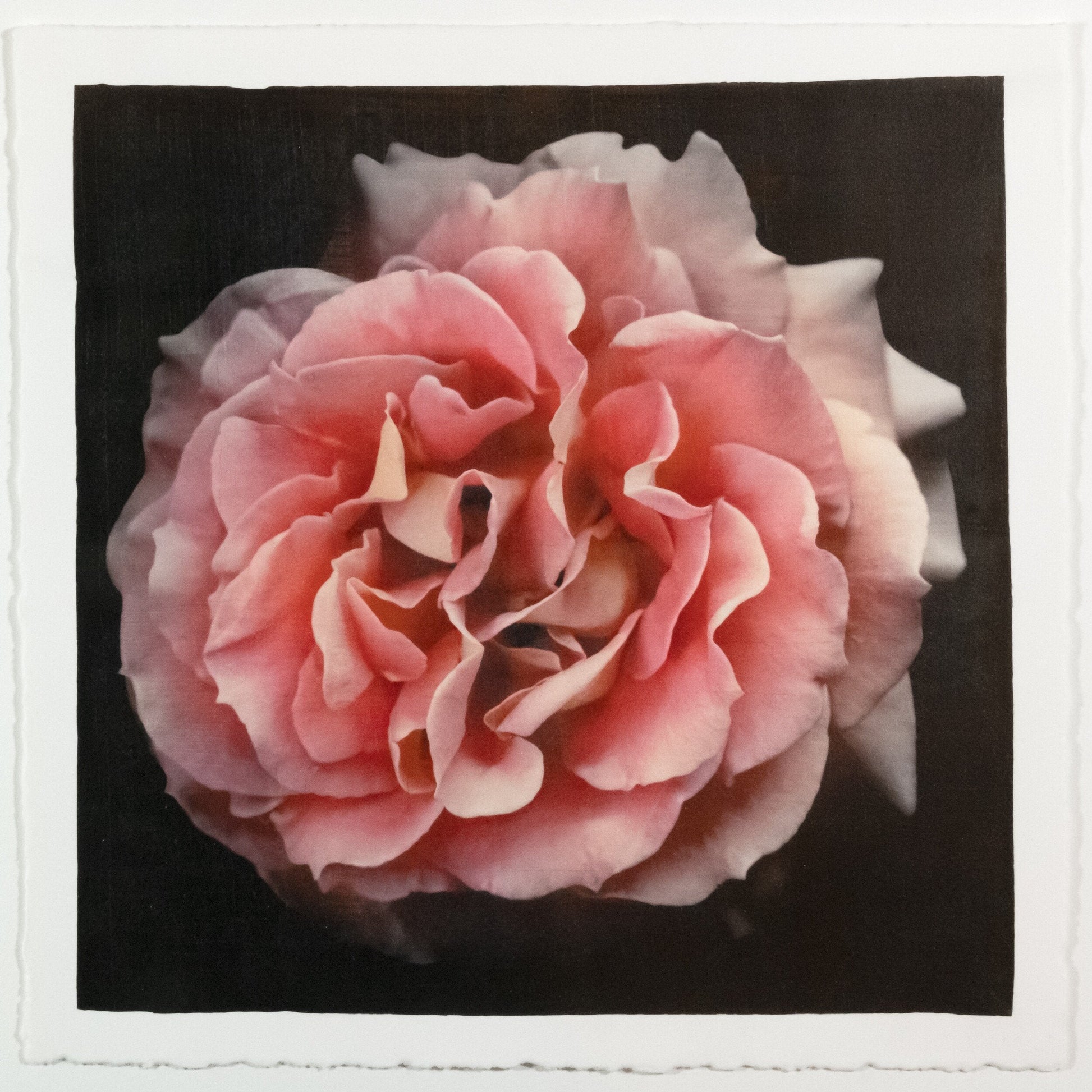 Flower photograph print of Rosa Brass Band Floribunda orange rose in prime romantic bloom with golden highlights. Centered in Square mode, black background, wall art.