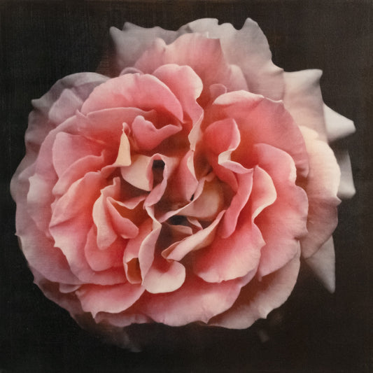 Flower photograph print of Rosa Brass Band Floribunda orange rose in prime romantic bloom with golden highlights. Centered in Square mode, black background, wall art.