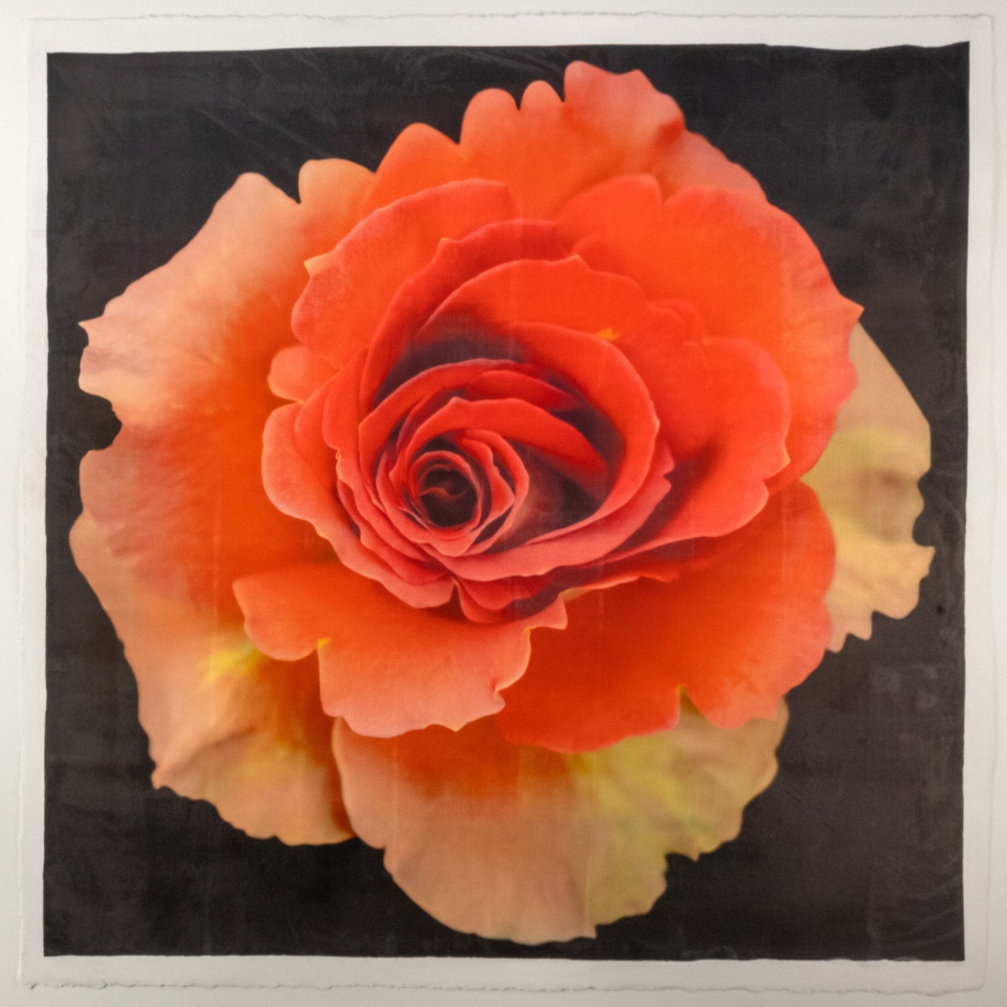flower print of vibrant deep orange rose in prime bloom with spiral center surrounded by looser unfurling ruffled petals . 8” square on deckled edge print cotton paper. black background, wall art.