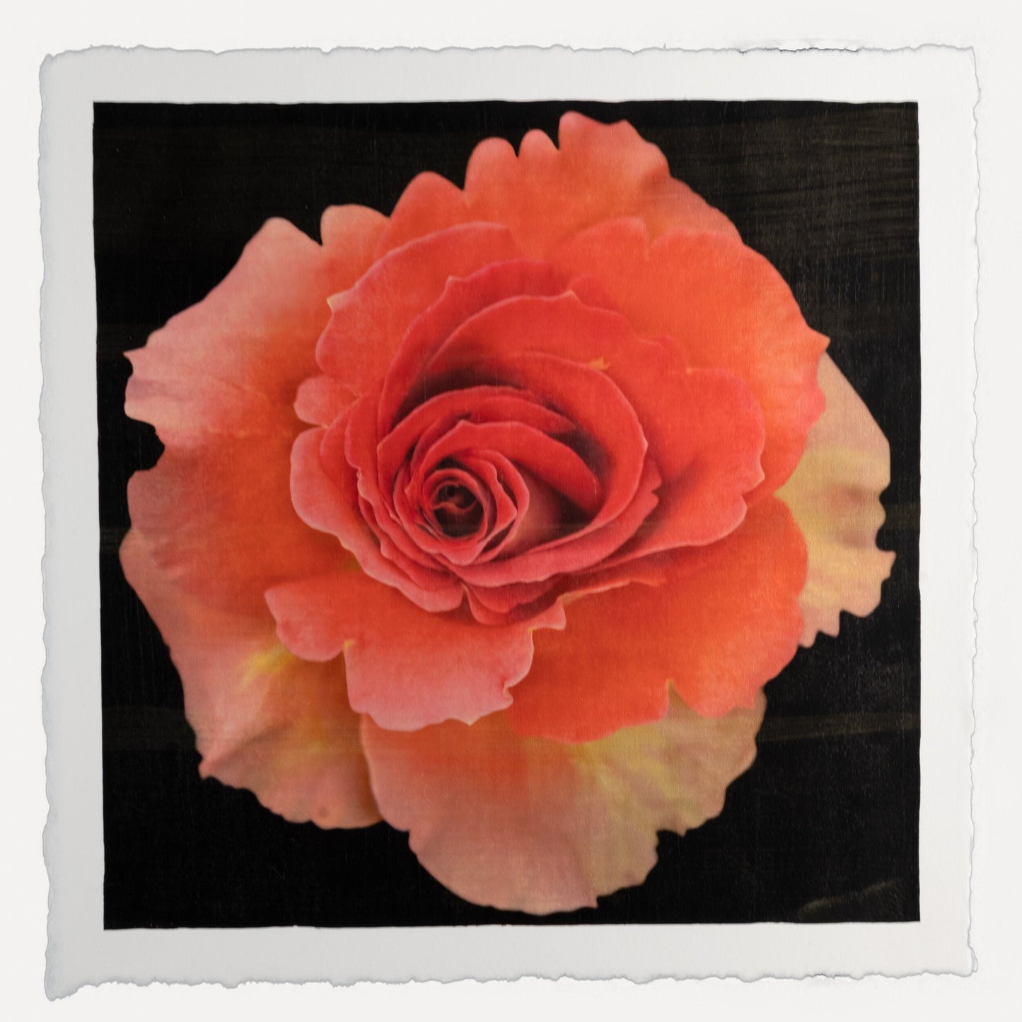 flower print of vibrant deep orange rose in prime bloom with spiral center surrounded by looser unfurling ruffled petals . 8” square on deckled edge print cotton paper. black background, wall art.
