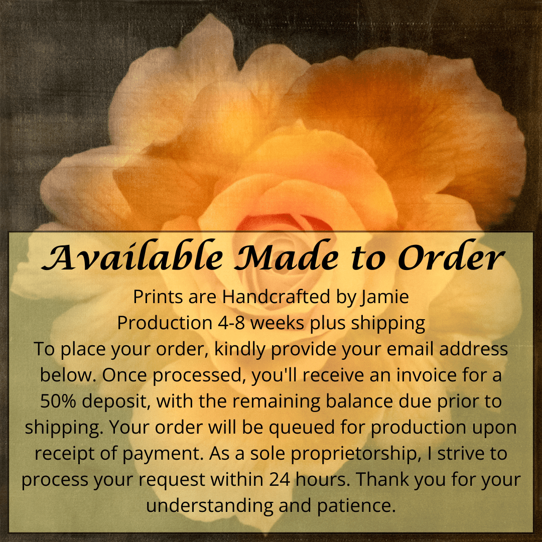 Print of Yellow Rose partially blooming yellow with orange hybrid rose scalloped outer petals and circular center Centered in Square mode, black background, wall art