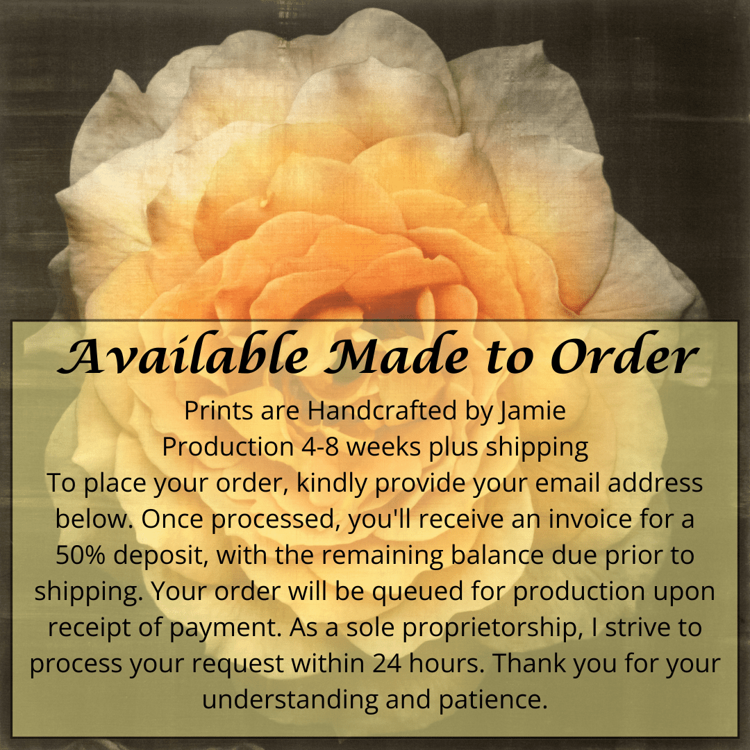 Print of Yellow Rose for sale of a flower with large, full double blooming yellow orange symmetrical petals Centered in Square mode, black background, wall art