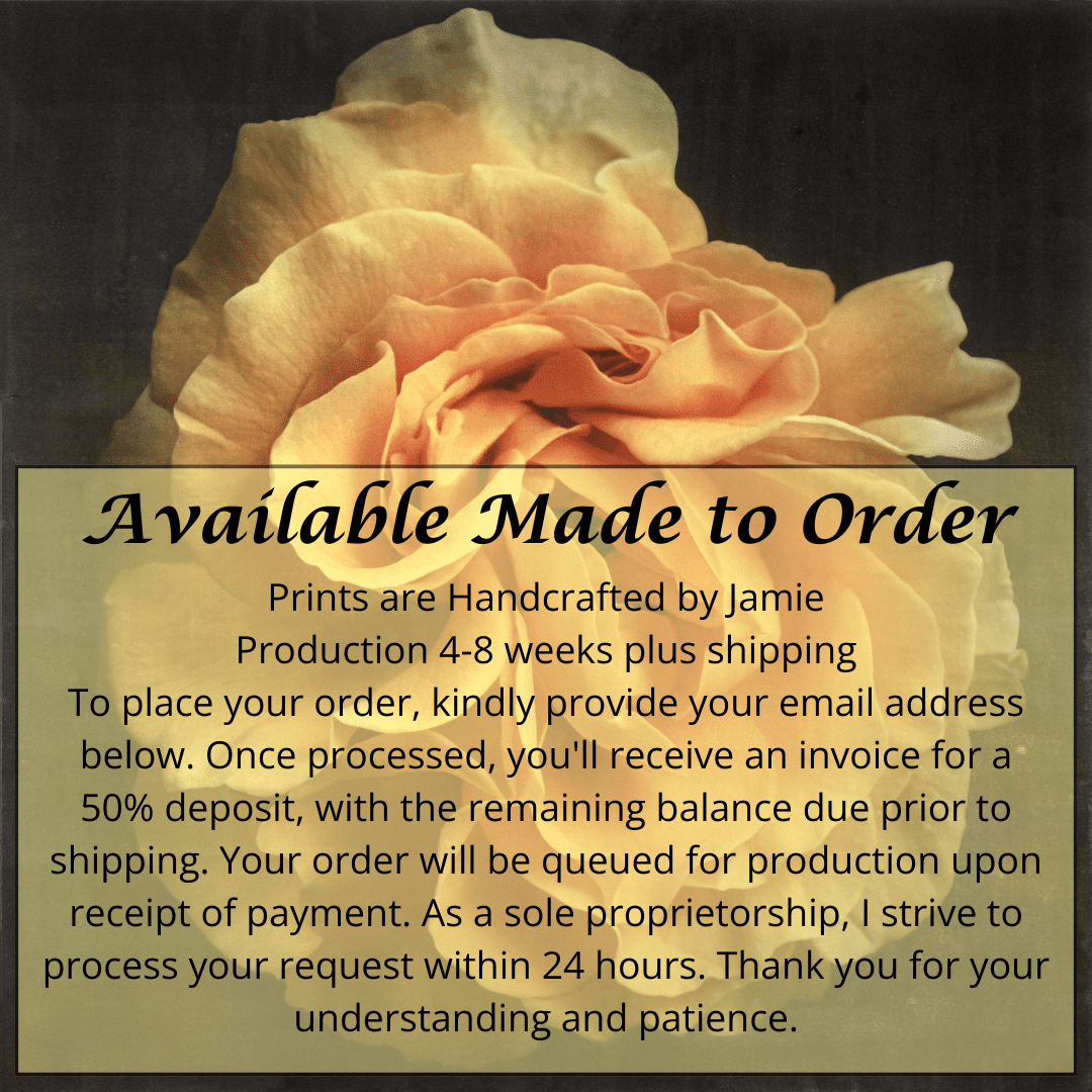 Flower Print of Yellow Rose ruffled bloom packed with yellow and orange random petal sizes and arrangement Centered in Square mode, black background, wall art