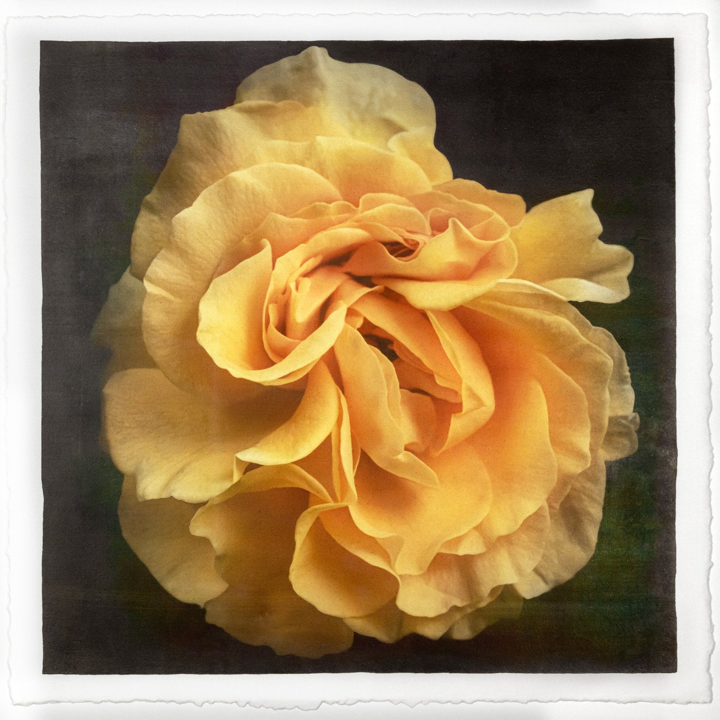 Flower Print of Yellow Rose ruffled bloom packed with yellow and orange random petal sizes and arrangement Centered in Square mode, black background, wall artPrint of Yellow Rose for sale ruffled bloom packed with yellow and orange random petal sizes and arrangement Centered in Square mode, black background, wall art 12” square on cotton paper deckle edge