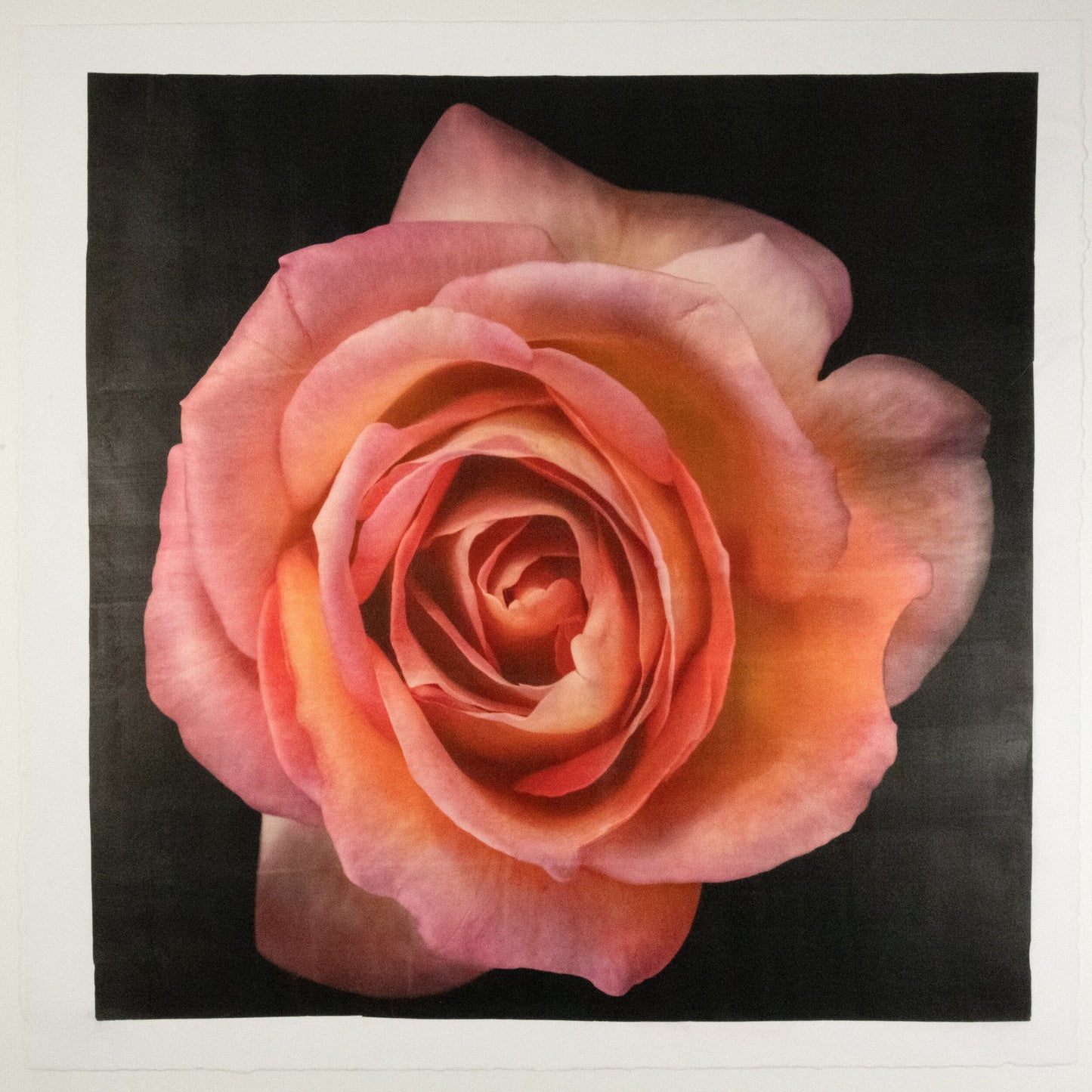flower photograph print of orange rose floribunda rose in prime bloom with a spiral oval opening with golden highlights. Centered in Square mode, black background, wall art.