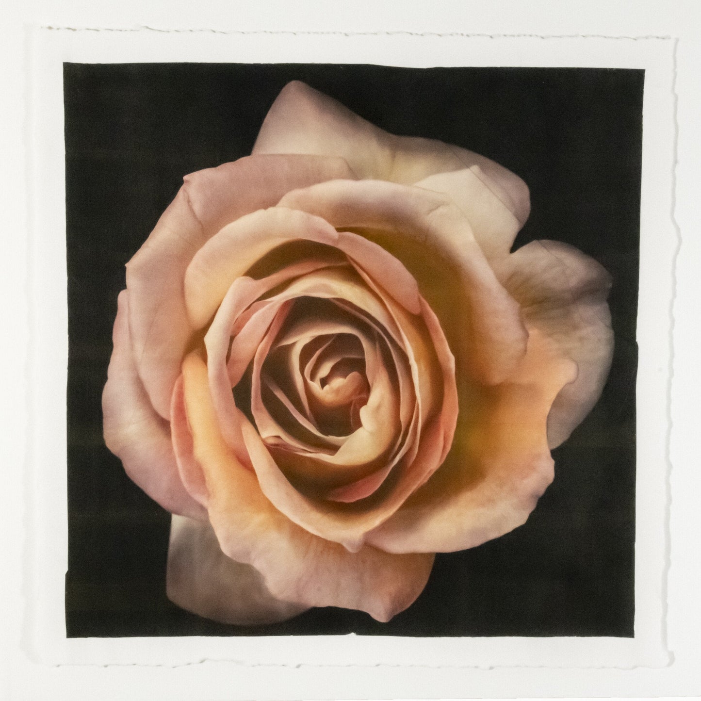 flower photograph print of orange rose floribunda rose in prime bloom with a spiral oval opening with golden highlights. Centered in Square mode, black background, wall art.