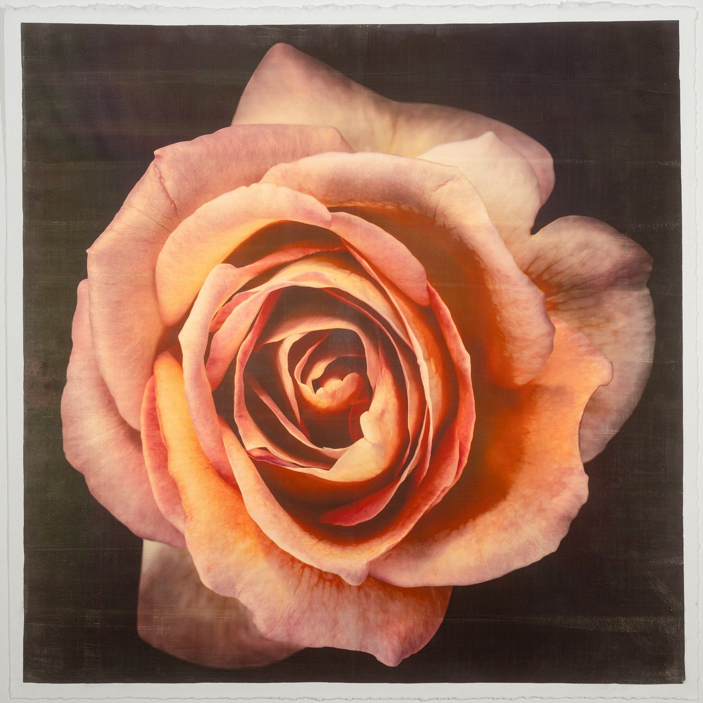 flower photograph print of orange rose floribunda rose in prime bloom with a spiral oval opening with golden highlights. Centered in Square mode, black background, wall art.