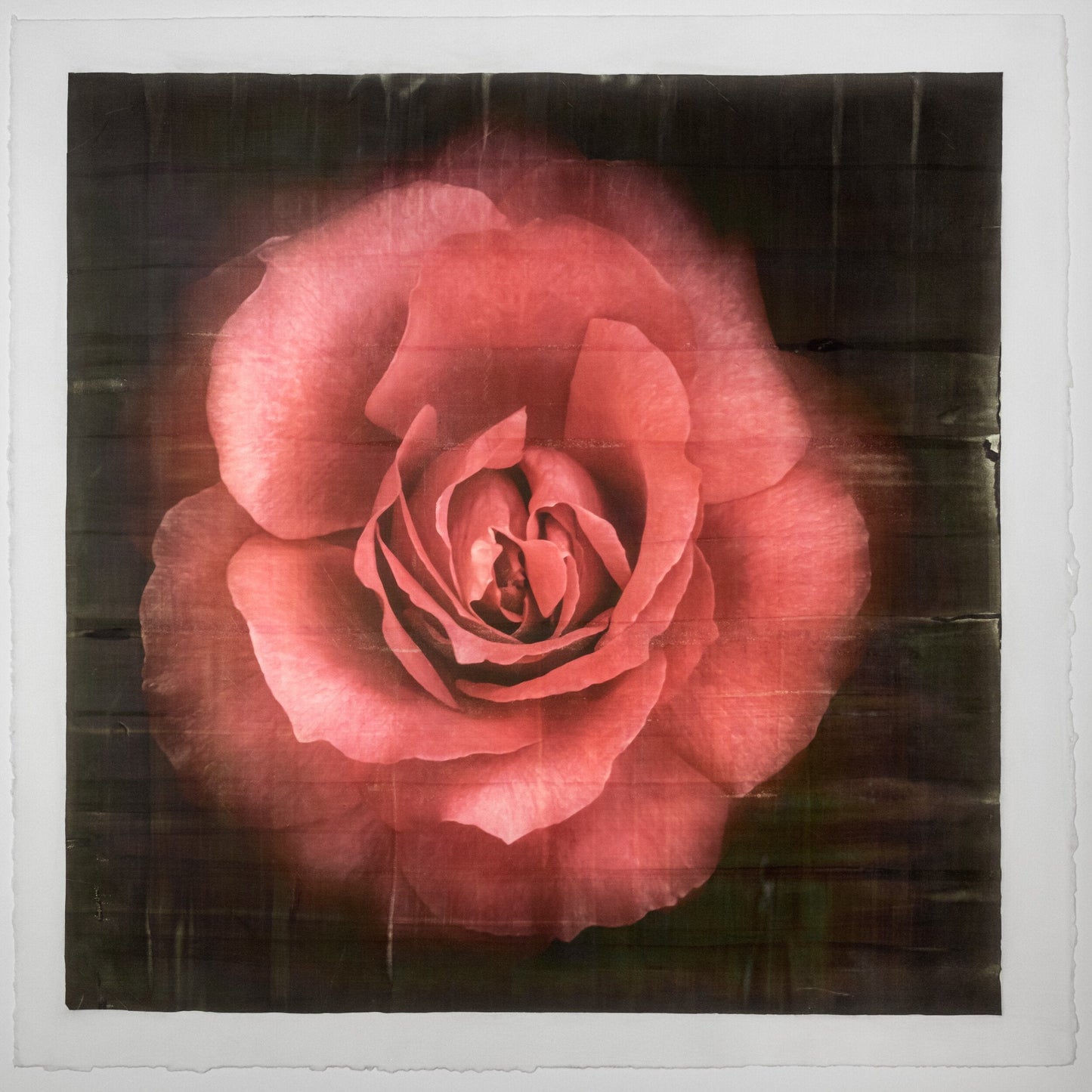 Flower Print of Red Red Rose with pearl and golden highlights globular form spherical reflexed petals Centered in Square mode, black background, wall art 20” square on cotton paper deckle edge