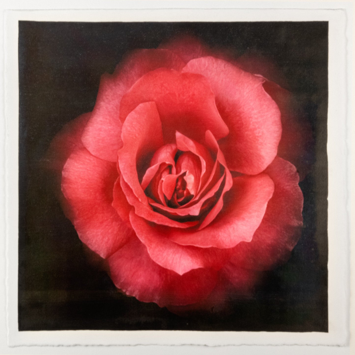 Flower Print of Red Red Rose with pearl and golden highlights globular form spherical reflexed petals Centered in Square mode, black background, wall art 12” square on cotton paper deckle edge