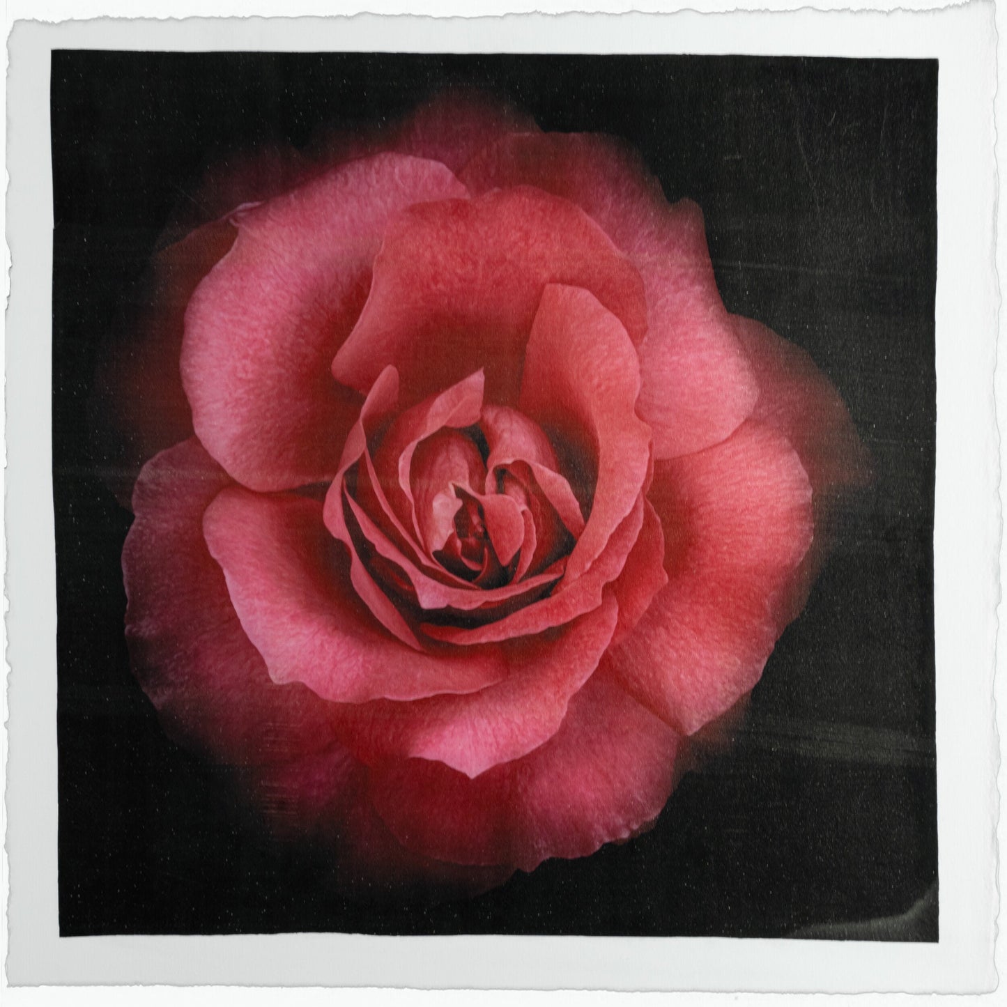 Flower Print of Red Red Rose with pearl and golden highlights globular form spherical reflexed petals Centered in Square mode, black background, wall art 20” square on cotton paper deckle edge
