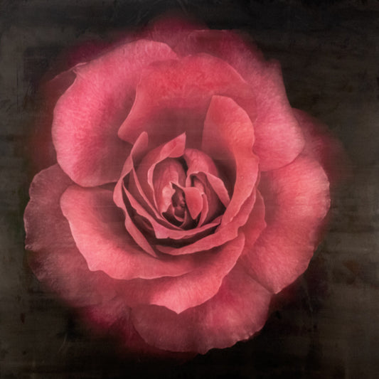 Flower Print of Red Rose with pearl and golden highlights globular form spherical reflexed petals Centered in Square mode on black background wall art