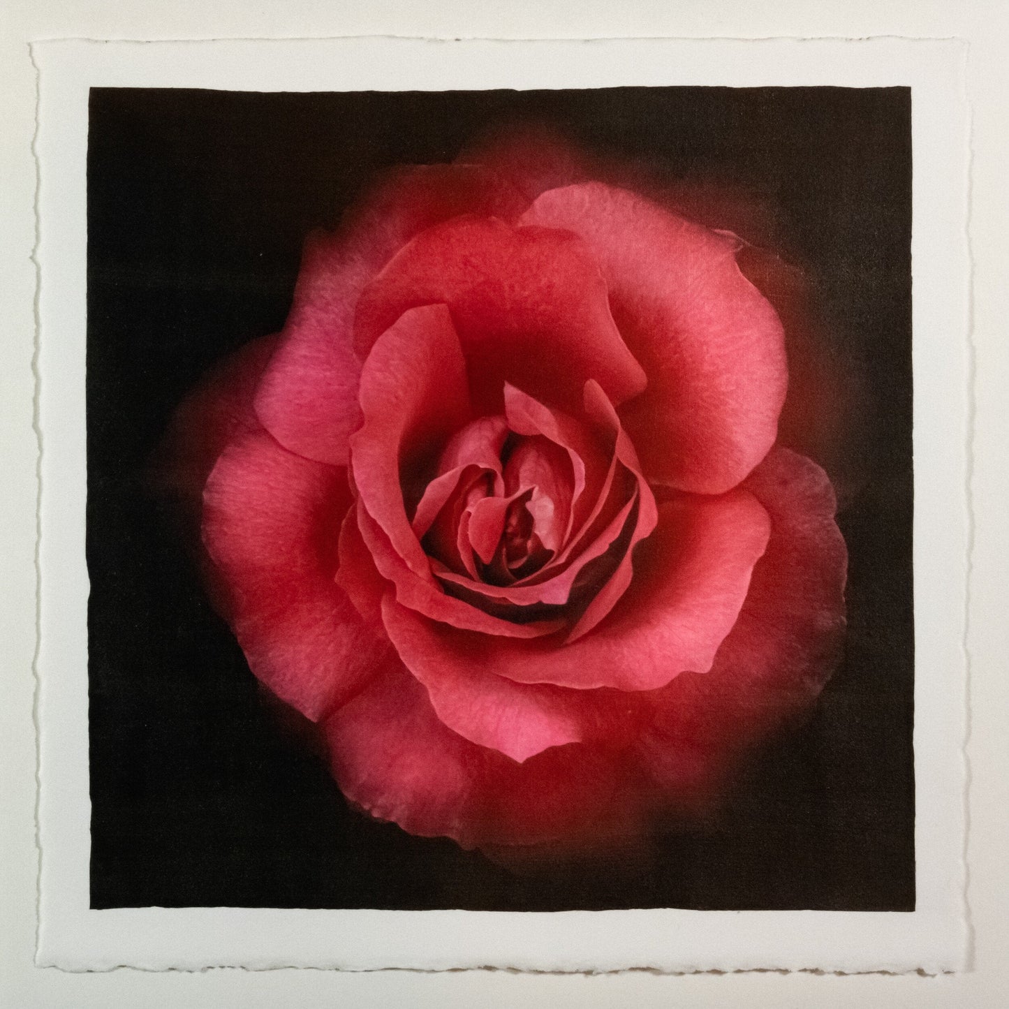 Flower Print of Red Red Rose with pearl and golden highlights globular form spherical reflexed petals Centered in Square mode, black background, wall art 8” square on cotton paper deckle edge