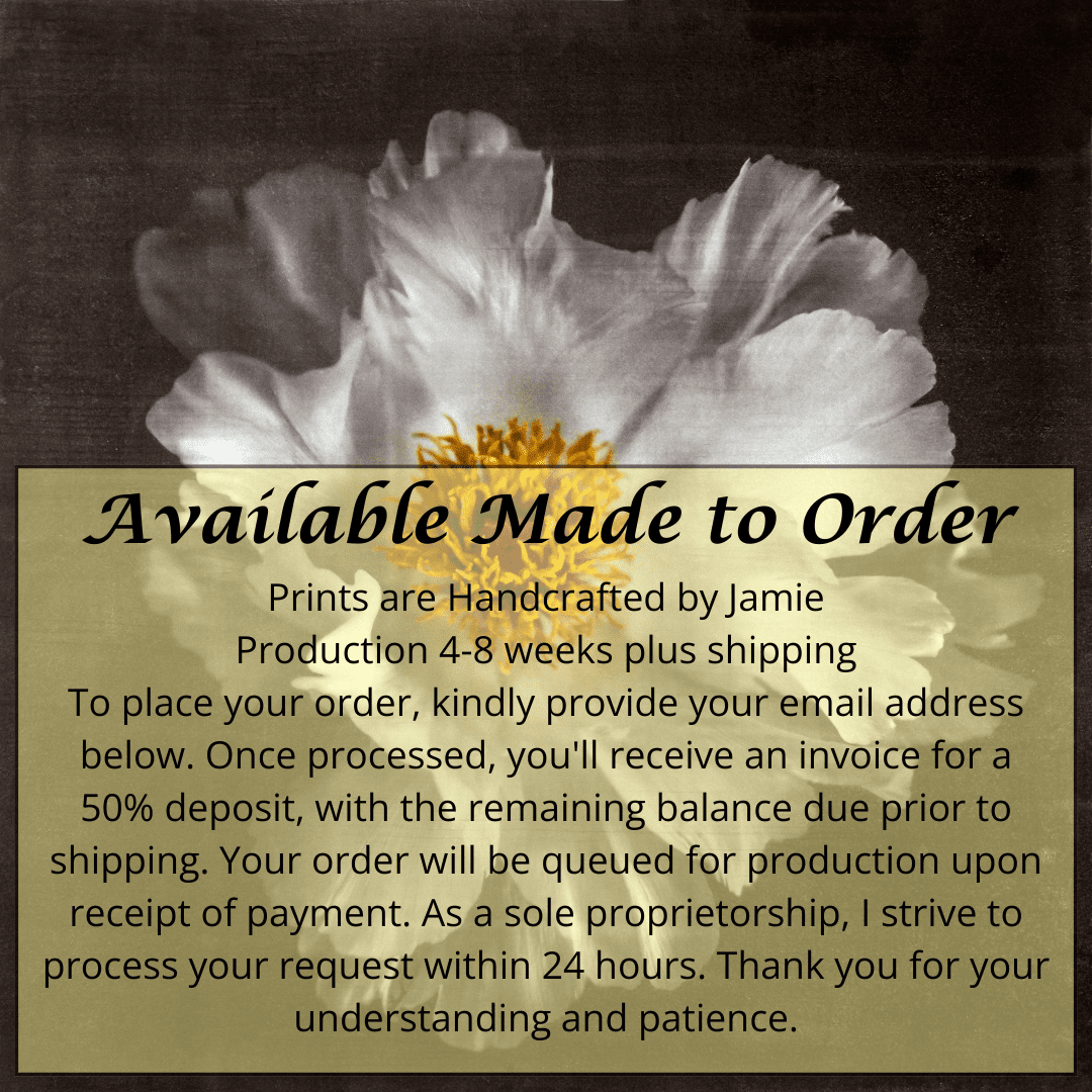 Fine Art Photography Print of giant Peony flower with overlapping pure white petals open center with yellow stamen  Centered in Square mode, black background, wall art