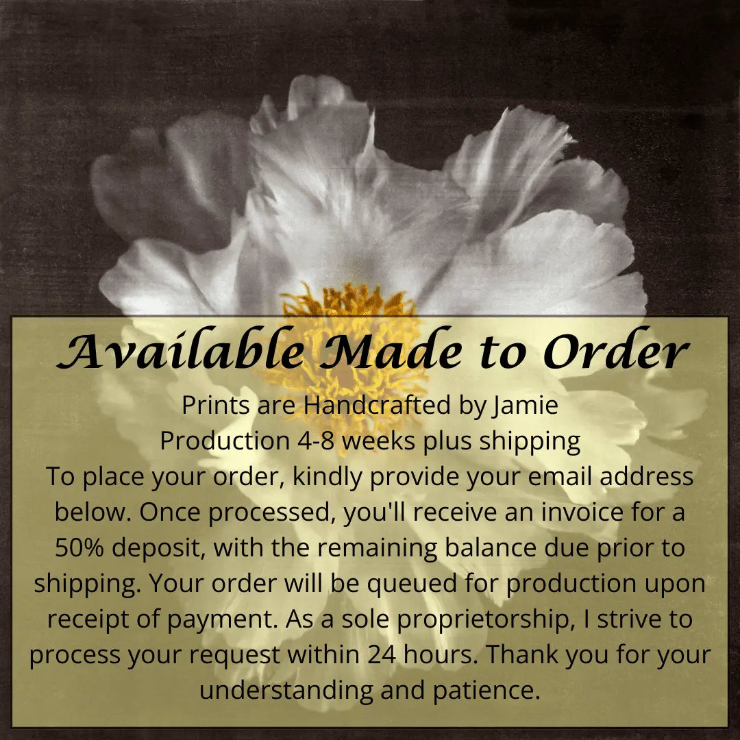 Fine Art Photography Print of giant Peony flower with overlapping pure white petals open center with yellow stamen Centered in Square mode, black background, wall art