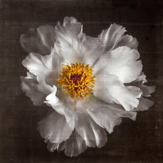 Fine Art Photography Print of giant Peony flower with overlapping pure white petals open center with yellow stamen  Centered in Square mode, black background, wall art