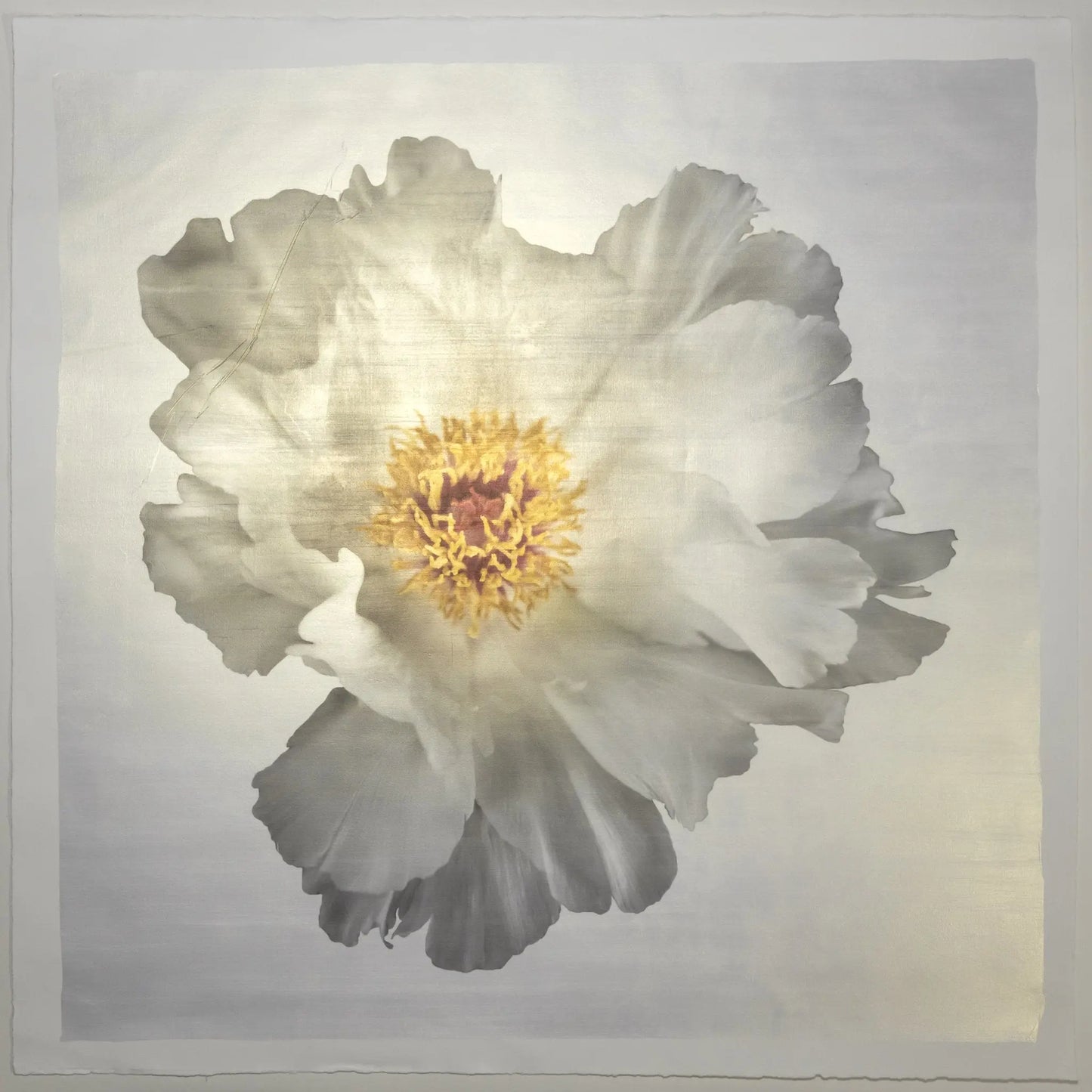 White Peony 3 in White - Emulsion Lift Print Jamie Buzill