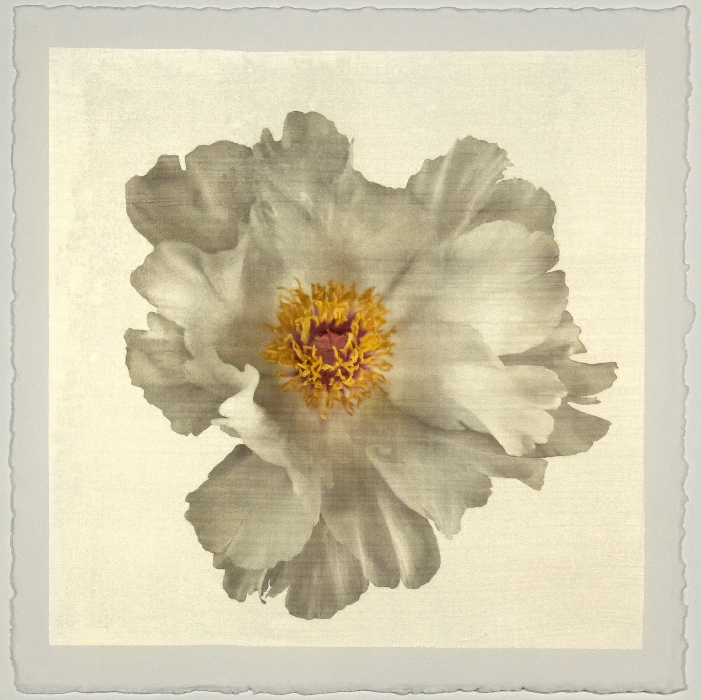 Flower Photograph Print of large White Peony with overlapping pure white petals giant open center with yellow stamen  Centered in Square mode, gold toned, wall art