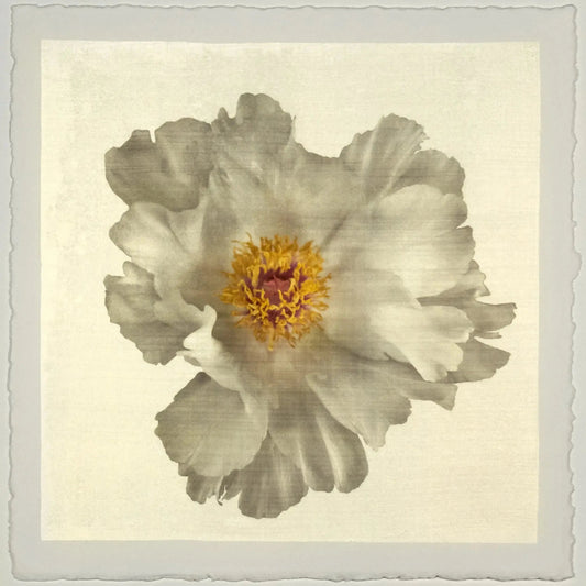White Peony fine art botanical hand made emulsion lift print with gold iridescence on cotton paper
