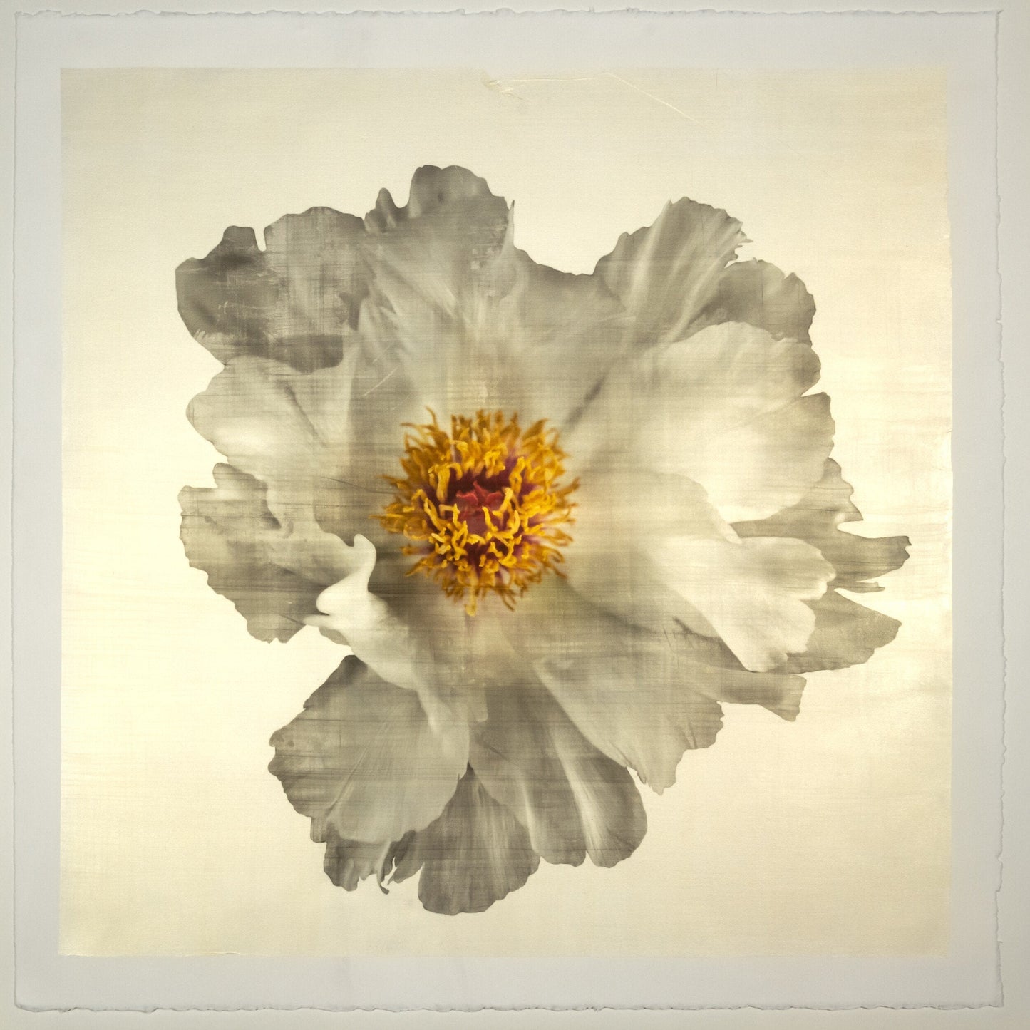 Flower Photograph Print of large White Peony with overlapping pure white petals giant open center with yellow stamen  Centered in Square mode, gold toned, wall art