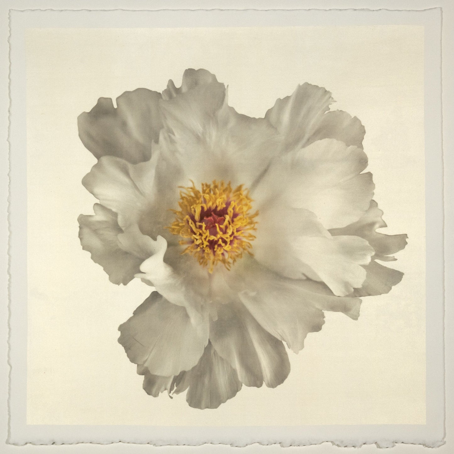 Flower Photograph Print of large White Peony with overlapping pure white petals giant open center with yellow stamen  Centered in Square mode, gold toned, wall art