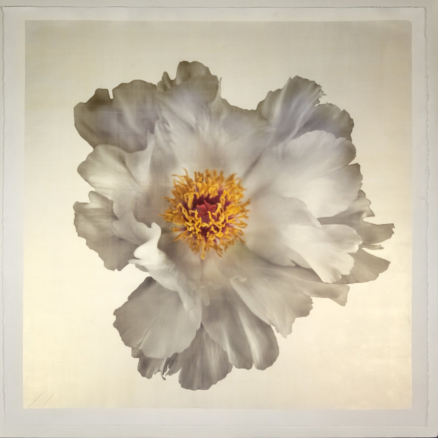 Flower Photograph Print of large White Peony with overlapping pure white petals giant open center with yellow stamen  Centered in Square mode, gold toned, wall art