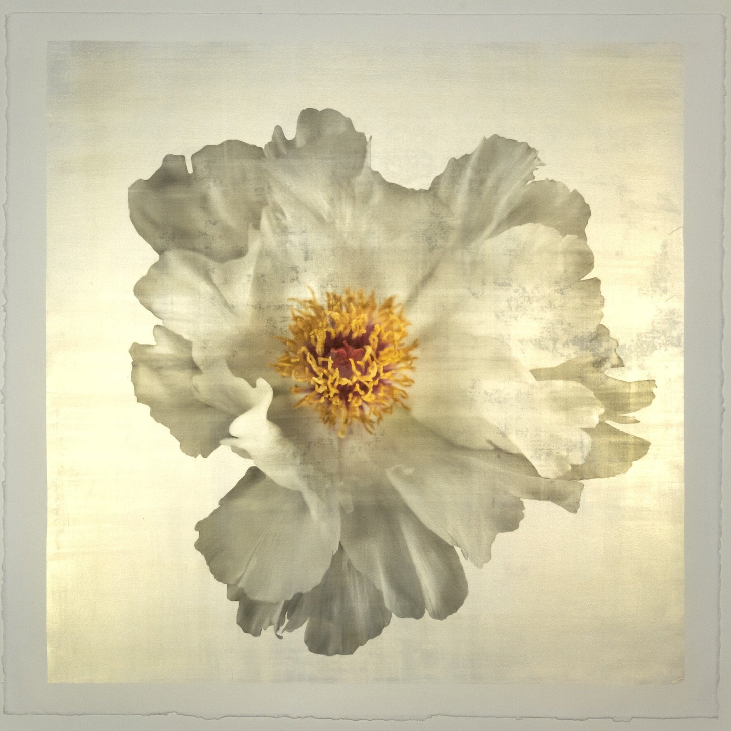 Flower Photograph Print of large White Peony with overlapping pure white petals giant open center with yellow stamen  Centered in Square mode, gold toned, wall art