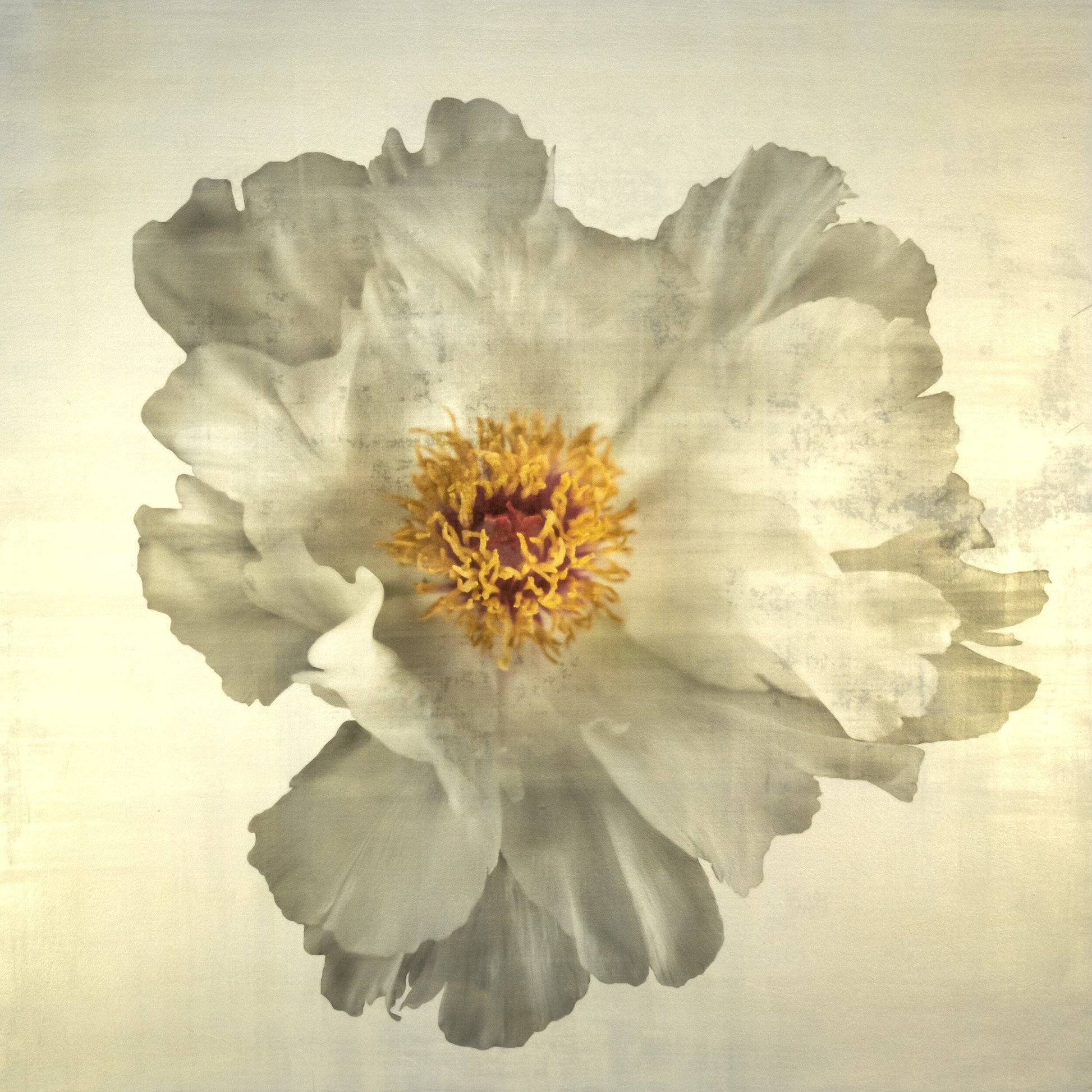 Flower Photograph Print of large White Peony with overlapping pure white petals giant open center with yellow stamen  Centered in Square mode, gold toned, wall art