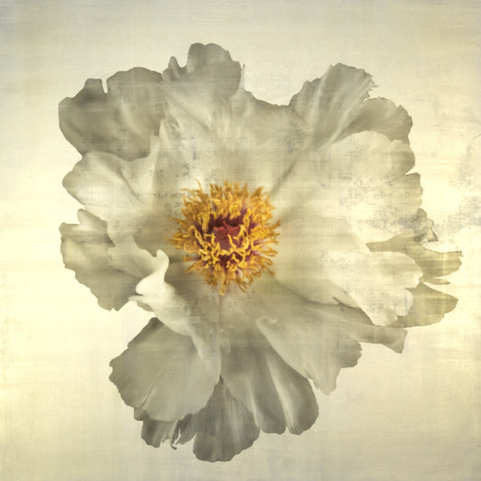 Flower Photograph Print of large White Peony with overlapping pure white petals giant open center with yellow stamen  Centered in Square mode, gold toned, wall art