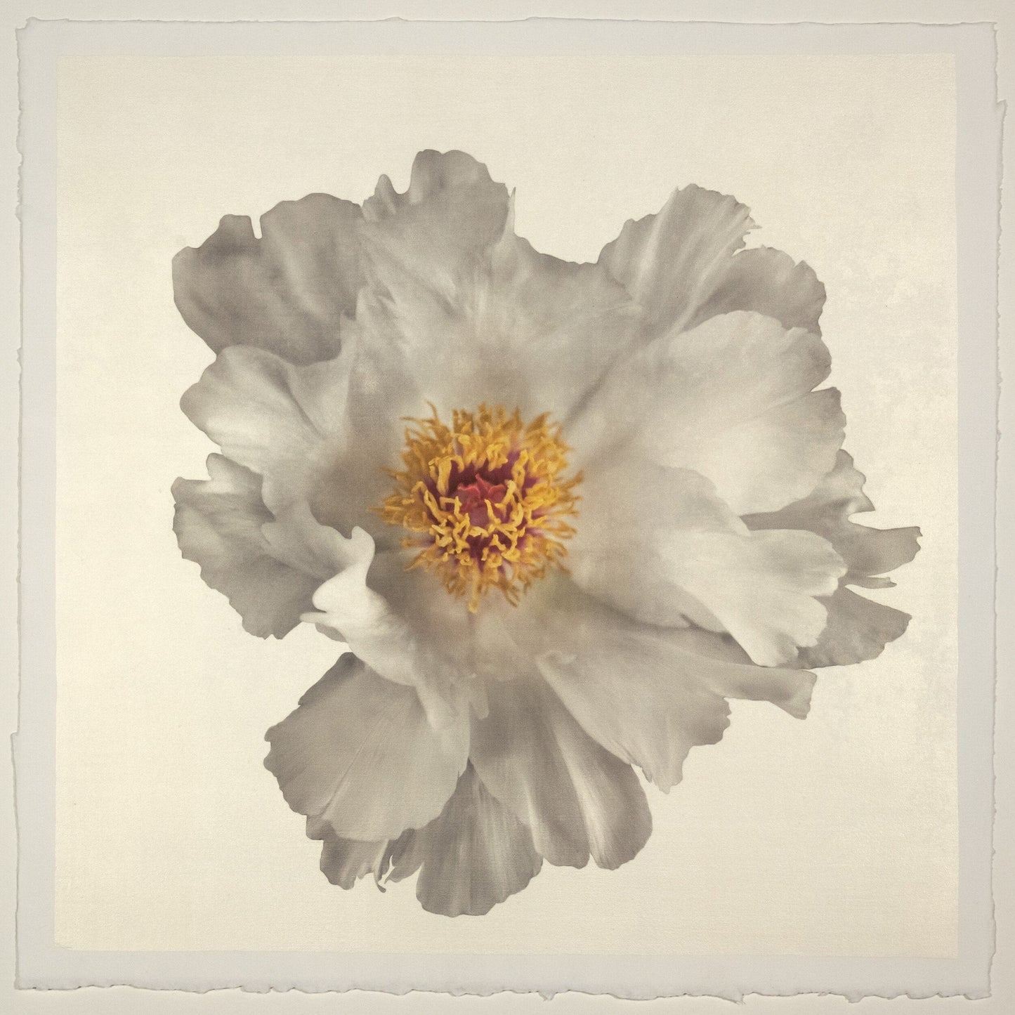 Flower Photograph Print of large White Peony with overlapping pure white petals giant open center with yellow stamen  Centered in Square mode, gold toned, wall art