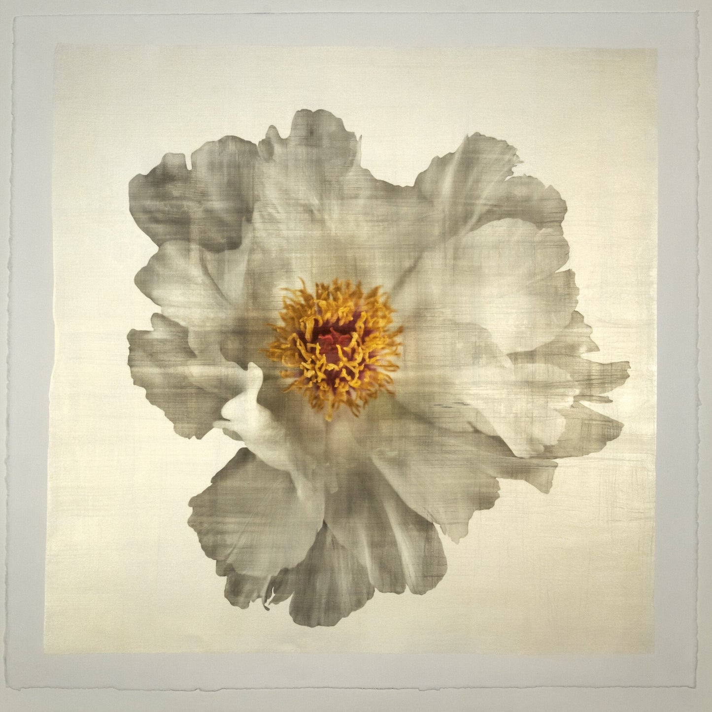 Flower Photograph Print of large White Peony with overlapping pure white petals giant open center with yellow stamen  Centered in Square mode, gold toned, wall art