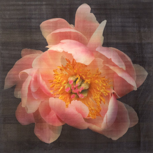 flower print of pink peony petals unfold revealing layers of pink hues around large round open dark coral center with yellow stamens Centered in Square mode, black background, wall art