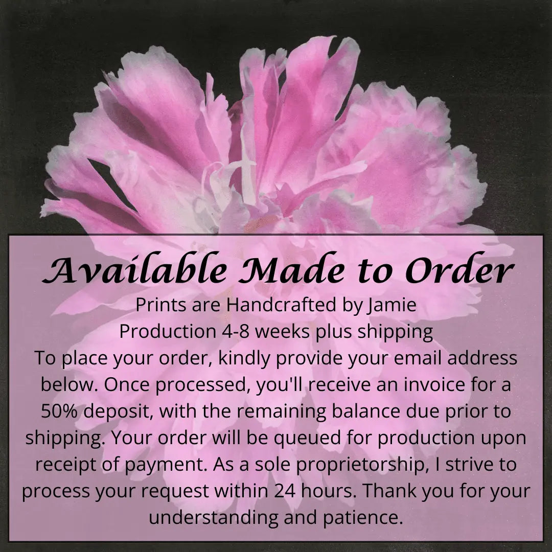 flower photograph print pink peony Large fluttery ruffled pink petals with white silvery edging and tips are centered with unfurled petals,Centered in Square mode,black background, wall art