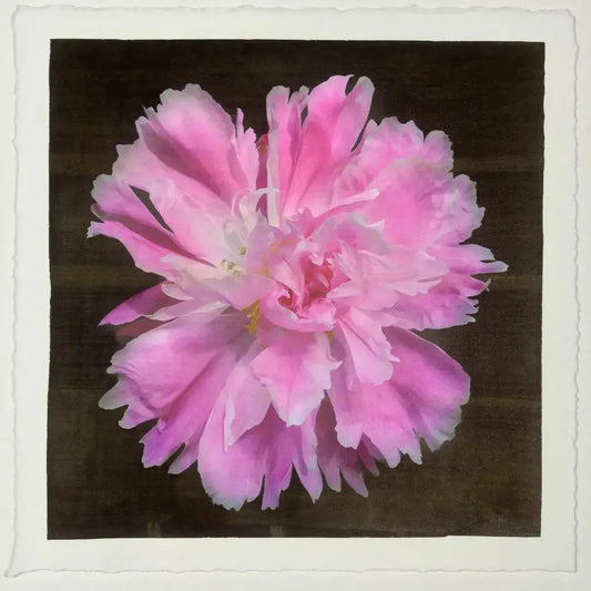 flower photograph print pink peony Large fluttery ruffled pink petals with white silvery edging and tips are centered with unfurled petals,Centered in Square mode,black background, wall art