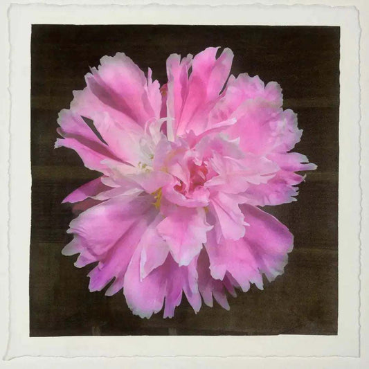 flower photograph print pink peony Large fluttery ruffled pink petals with white silvery edging and tips are centered with unfurled petals,Centered in Square mode,black background, wall art