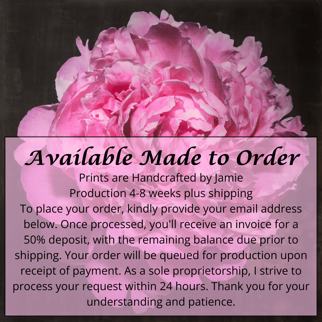 flower photograph print pink peony with full double blooming petals, round shape with scalloped pink petals,Centered in Square mode, black background, wall art