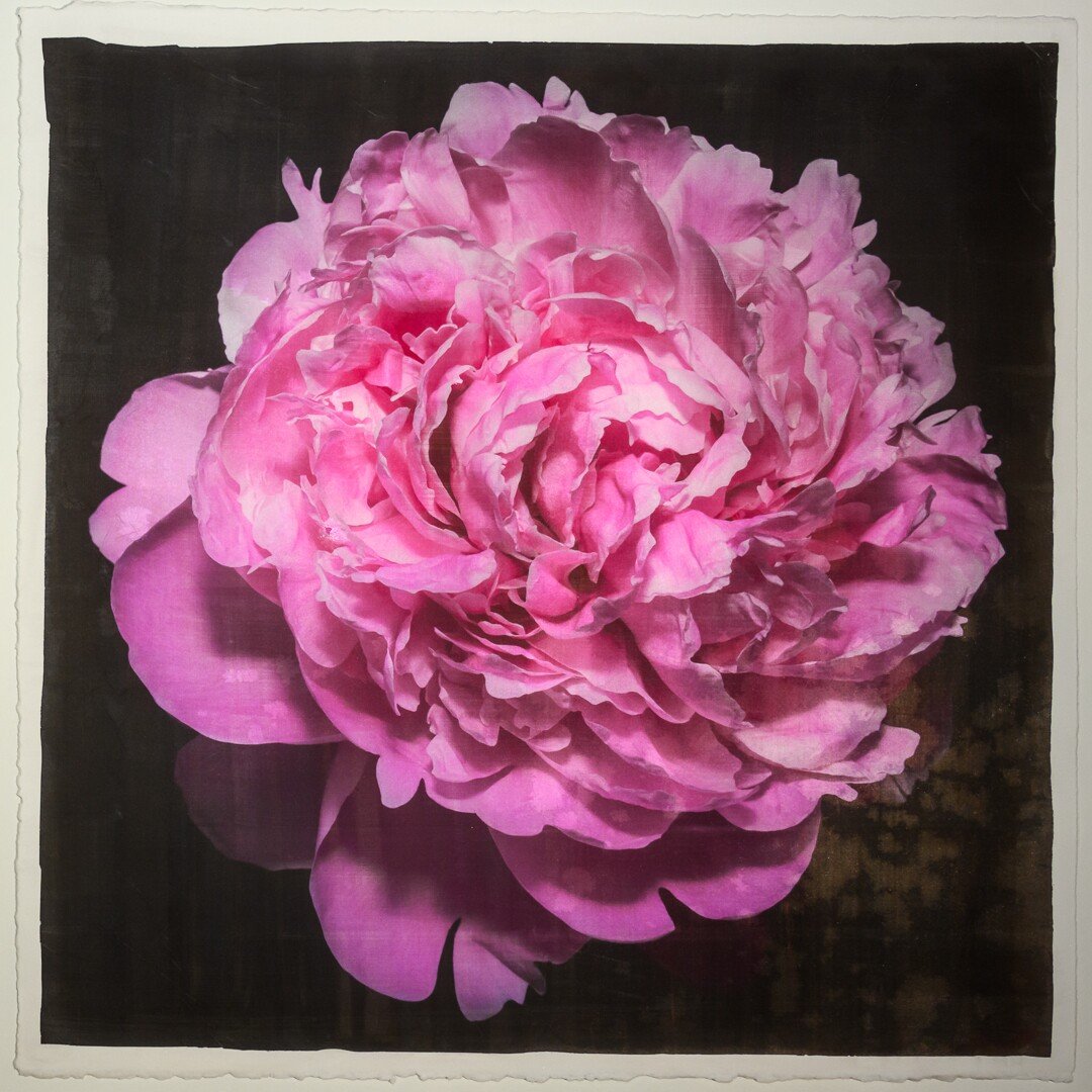 flower photograph print pink peony with full double blooming petals, round shape with scalloped pink petals,Centered in Square mode, black background, wall art