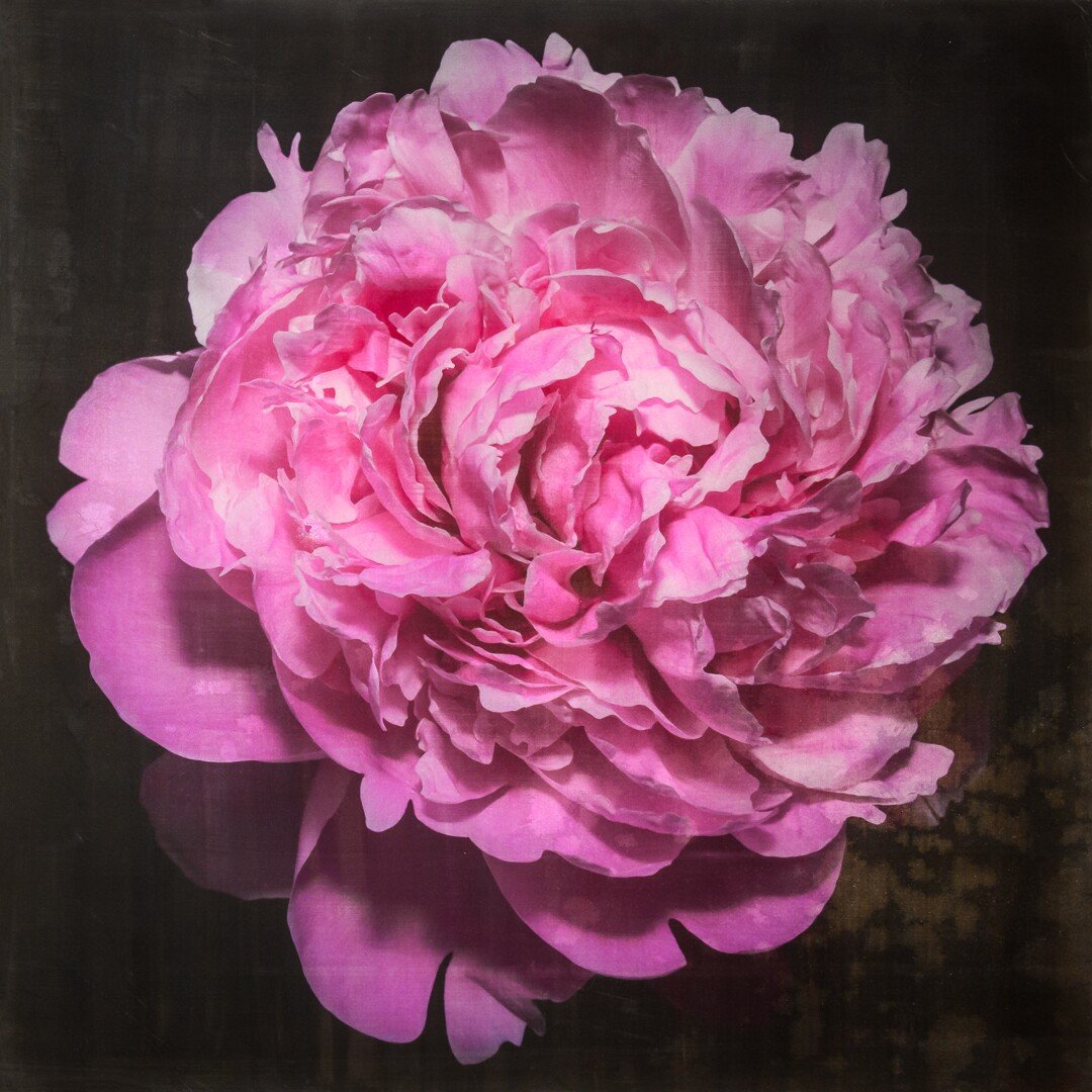 flower photograph print pink peony with full double blooming petals, round shape with scalloped pink petals,Centered in Square mode, black background, wall art