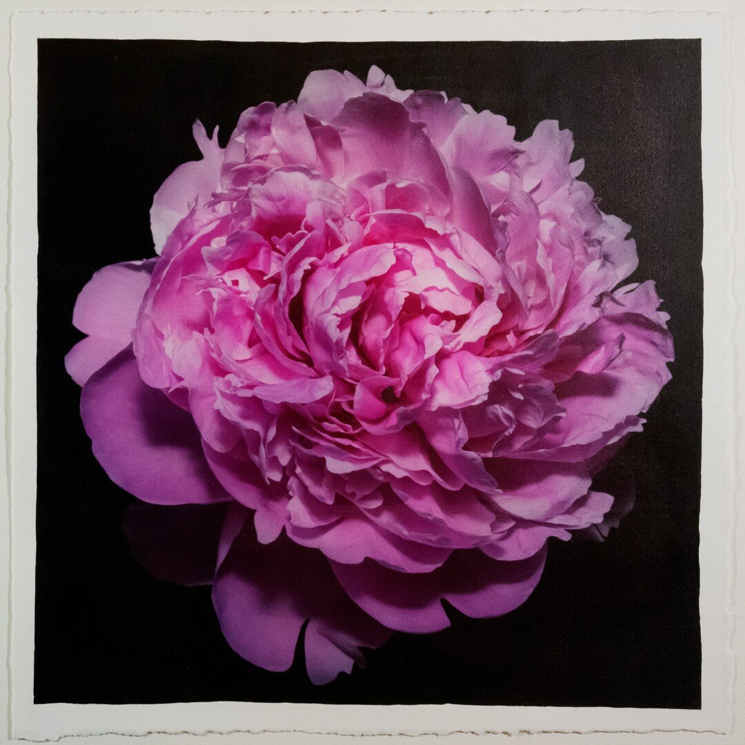 flower photograph print pink peony with full double blooming petals, round shape with scalloped pink petals,Centered in Square mode, black background, wall art