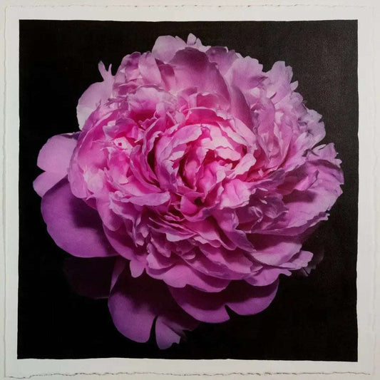flower photograph print pink peony with full double blooming petals, round shape with scalloped pink petals,Centered in Square mode, black background, wall art