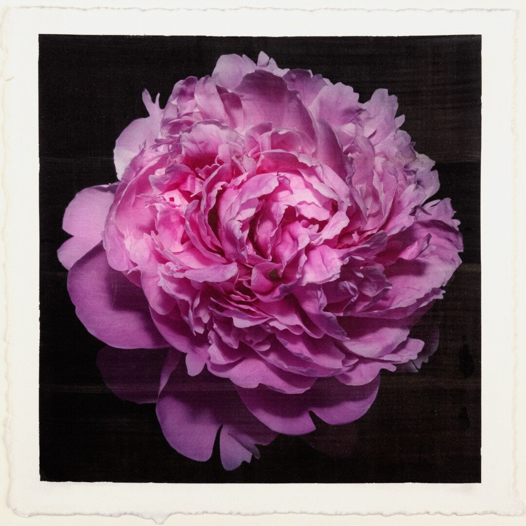 flower photograph print pink peony with full double blooming petals, round shape with scalloped pink petals,Centered in Square mode, black background, wall art
