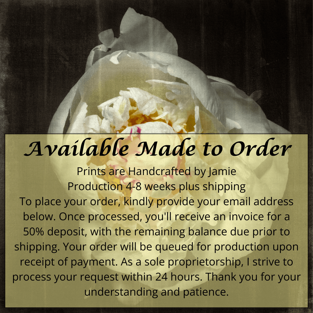 Print of White Peony for sale  delicate white petals adorned with crimson accents and yellow center Centered in Square mode, black background, wall art 8” square on cotton paper deckle edge