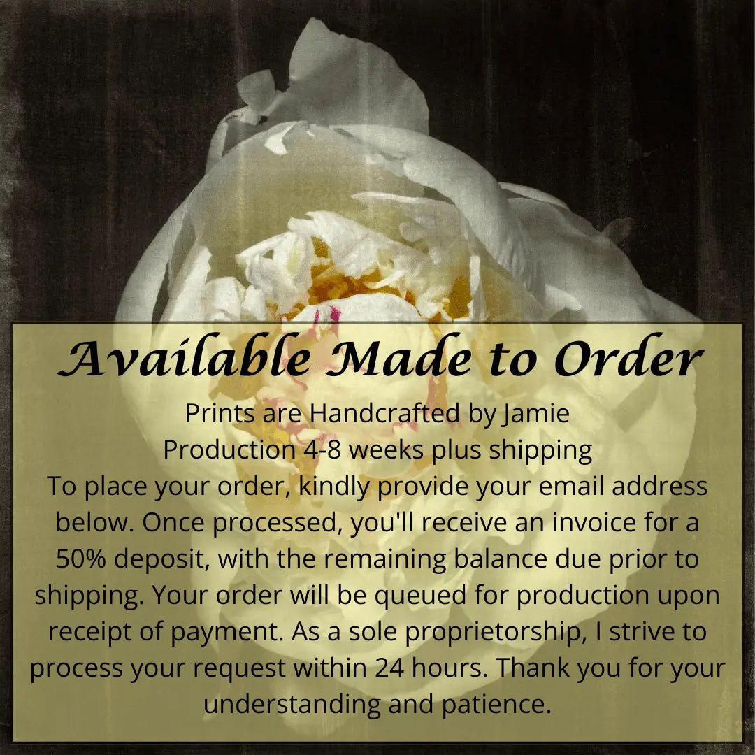 Print of White Peony for sale delicate white petals adorned with crimson accents and yellow center Centered in Square mode, black background, wall art 8” square on cotton paper deckle edge