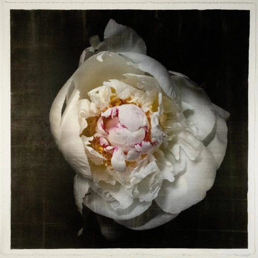 Print of White Peony for sale delicate white petals adorned with crimson accents and yellow center Centered in Square mode, black background, wall art 8” square on cotton paper deckle edge