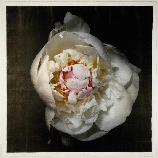 Print of White Peony for sale delicate white petals adorned with crimson accents and yellow center Centered in Square mode, black background, wall art 8” square on cotton paper deckle edge