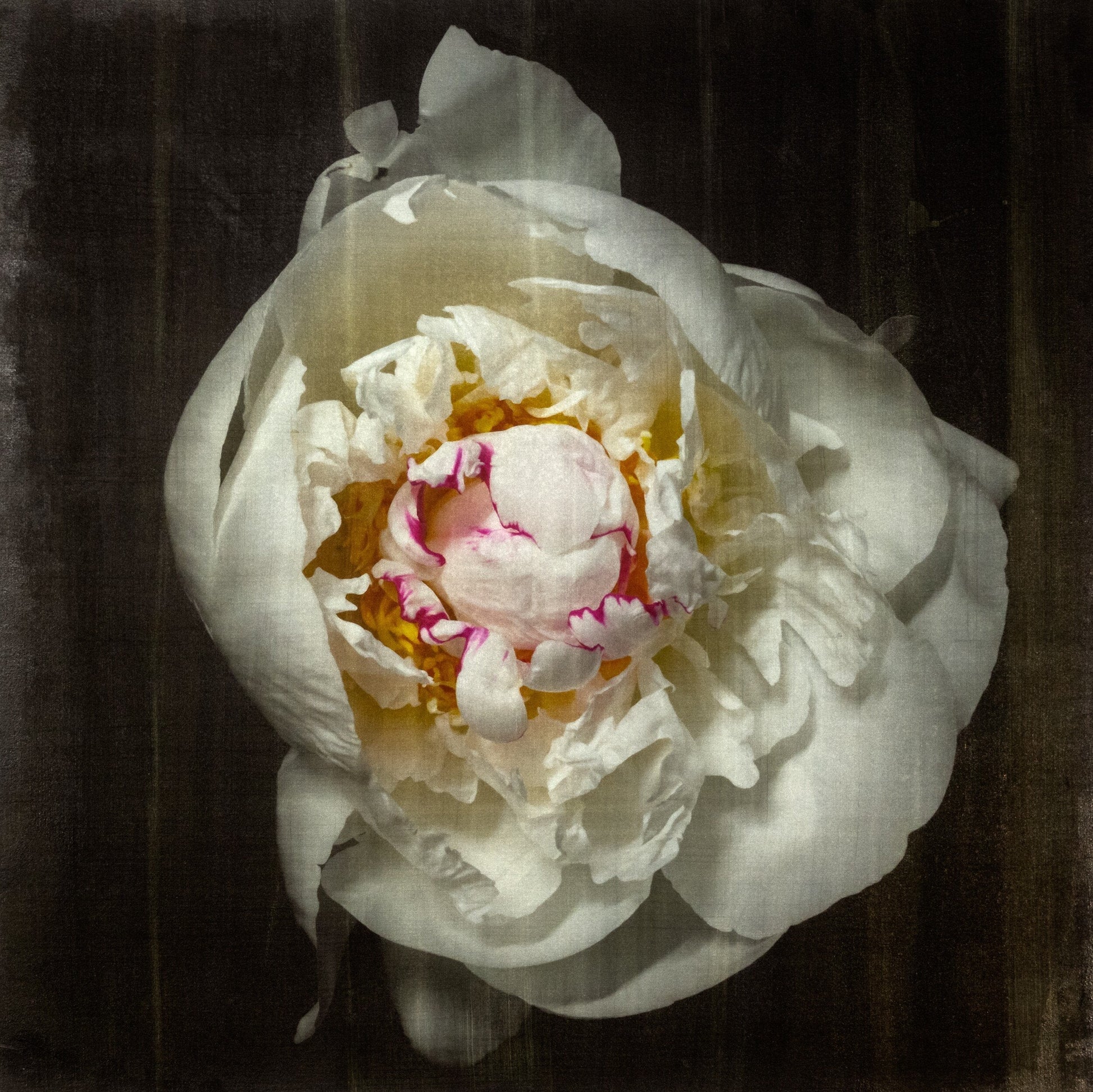 Print of White Peony for sale  delicate white petals adorned with crimson accents and yellow center Centered in Square mode, black background, wall art 8” square on cotton paper deckle edge